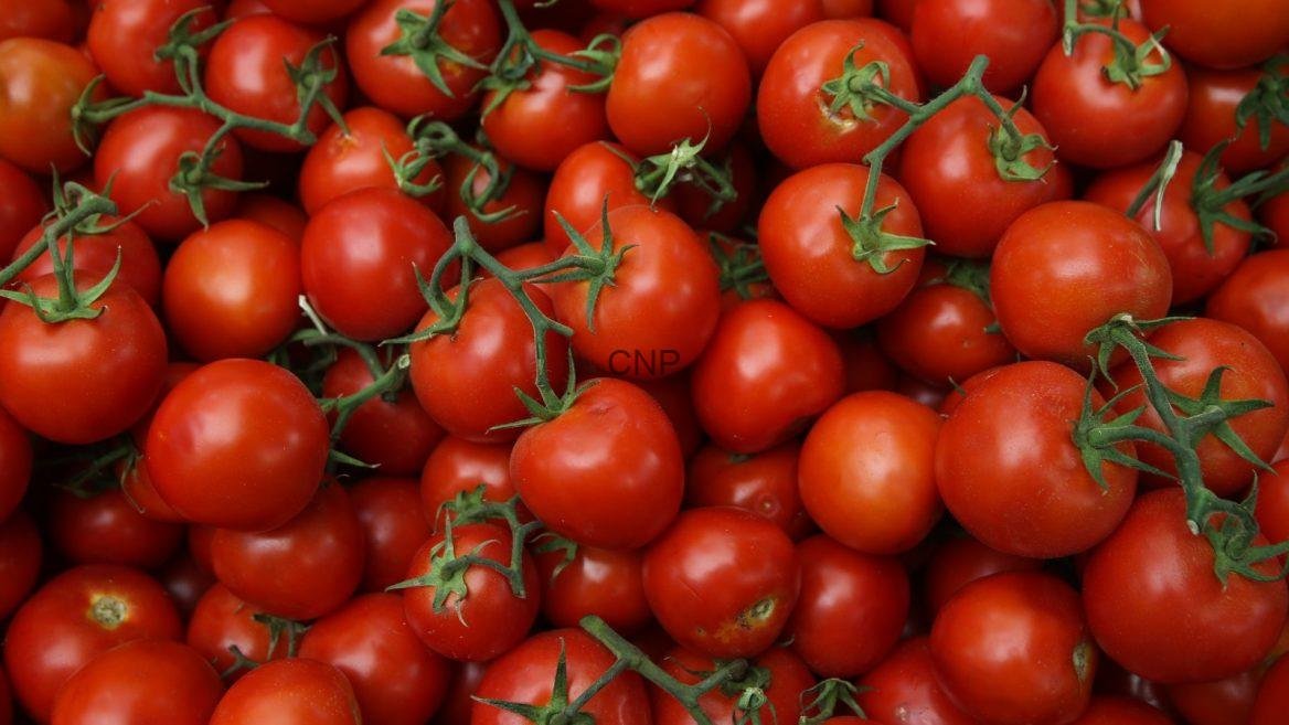 0d08a8db599c75b50cafb6ec6ef6dcdb - Center News Network Cluster of ripe red cherry tomatoes on green vines in a market-style pile