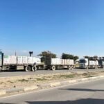 Line of blue trucks carrying stacked white pallets along a road under a clear blue sky.