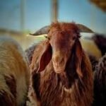 Brown goat facing the camera among other goats in a sunny farm setting, with long ears and shaggy coat.