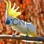 Cockatiel parrot with yellow crest and blue body perched on a branch against a blurred orange background, facing left to the viewer.