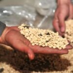 Two hands cup a small pile of pale beans, with the letters 'CNP' visible on the beans amid a spread of seeds in the background.