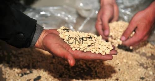 drugs - Center News Network Two hands cup a small pile of pale beans, with the letters 'CNP' visible on the beans amid a spread of seeds in the background.