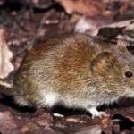 Small brown mouse-like rodent walking on dark fallen leaves on the forest floor.