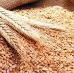 Close-up of sesame seeds spilled from a sack with two grain stalks resting on them.