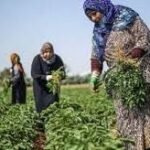 Three women wearing headscarves harvest leafy greens in a sunny field.