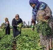 ghor - Center News Network Three women wearing headscarves harvest leafy greens in a sunny field.