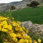 Yellow flowers in the foreground with a stone border and green hillside landscape in the background.