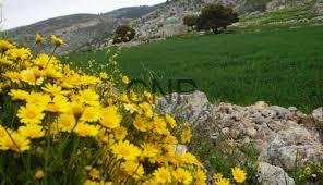 Yellow flowers in the foreground with a stone border and green hillside landscape in the background.