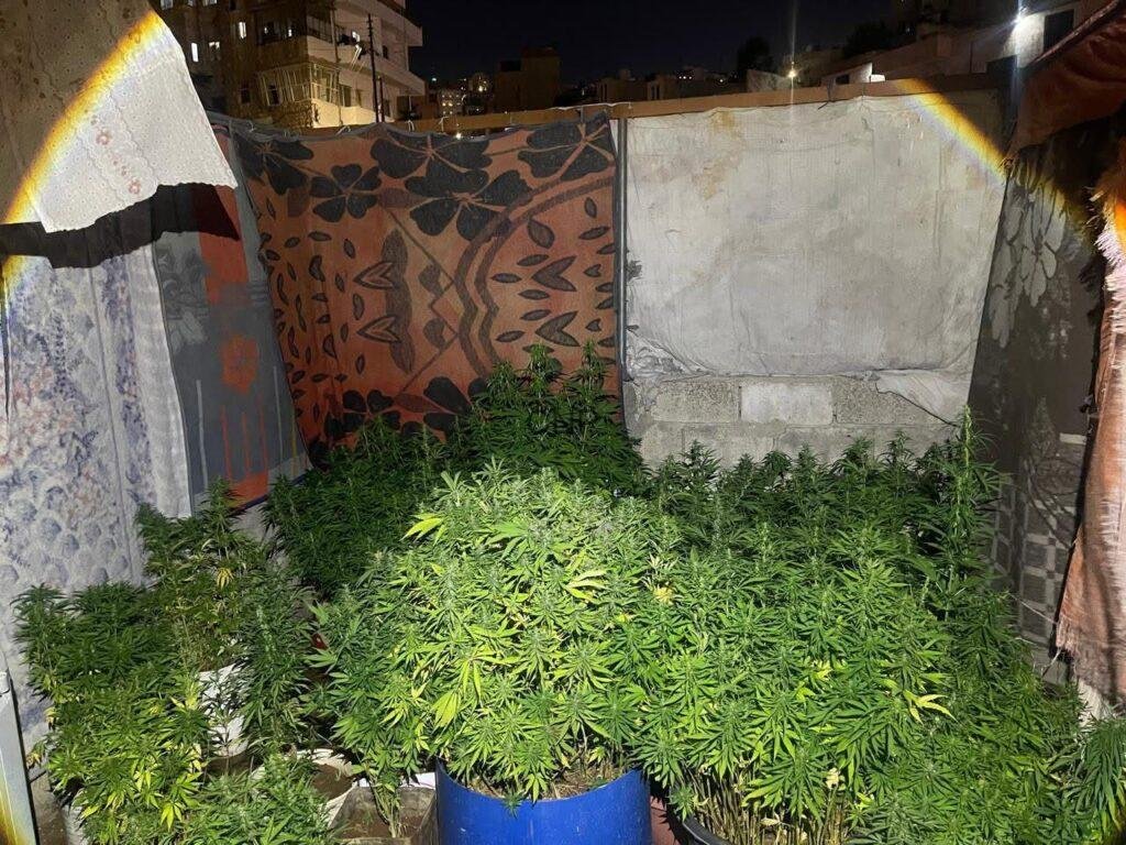 Night shot of a rooftop grow space with dense cannabis plants in blue pots surrounded by fabric panels and blankets as walls