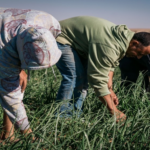 Several farm workers bend over to harvest green onions in a sunlit field.