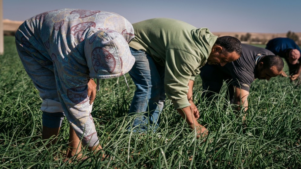 image - Center News Network Several farm workers bend over to harvest green onions in a sunlit field.