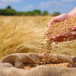 Hands pouring golden wheat grains into a burlap sack in a sunlit field. (Informative: harvesting scene)