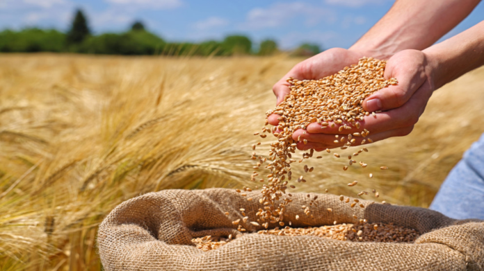 Hands pouring golden wheat grains into a burlap sack in a sunlit field. (Informative: harvesting scene)